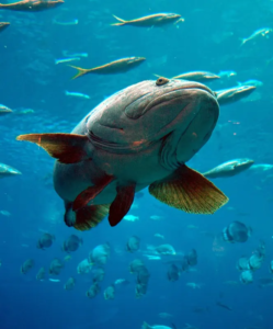 Tropical Fish